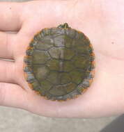 Image of Alabama Redbelly Turtle