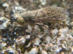 Image of common horse fly
