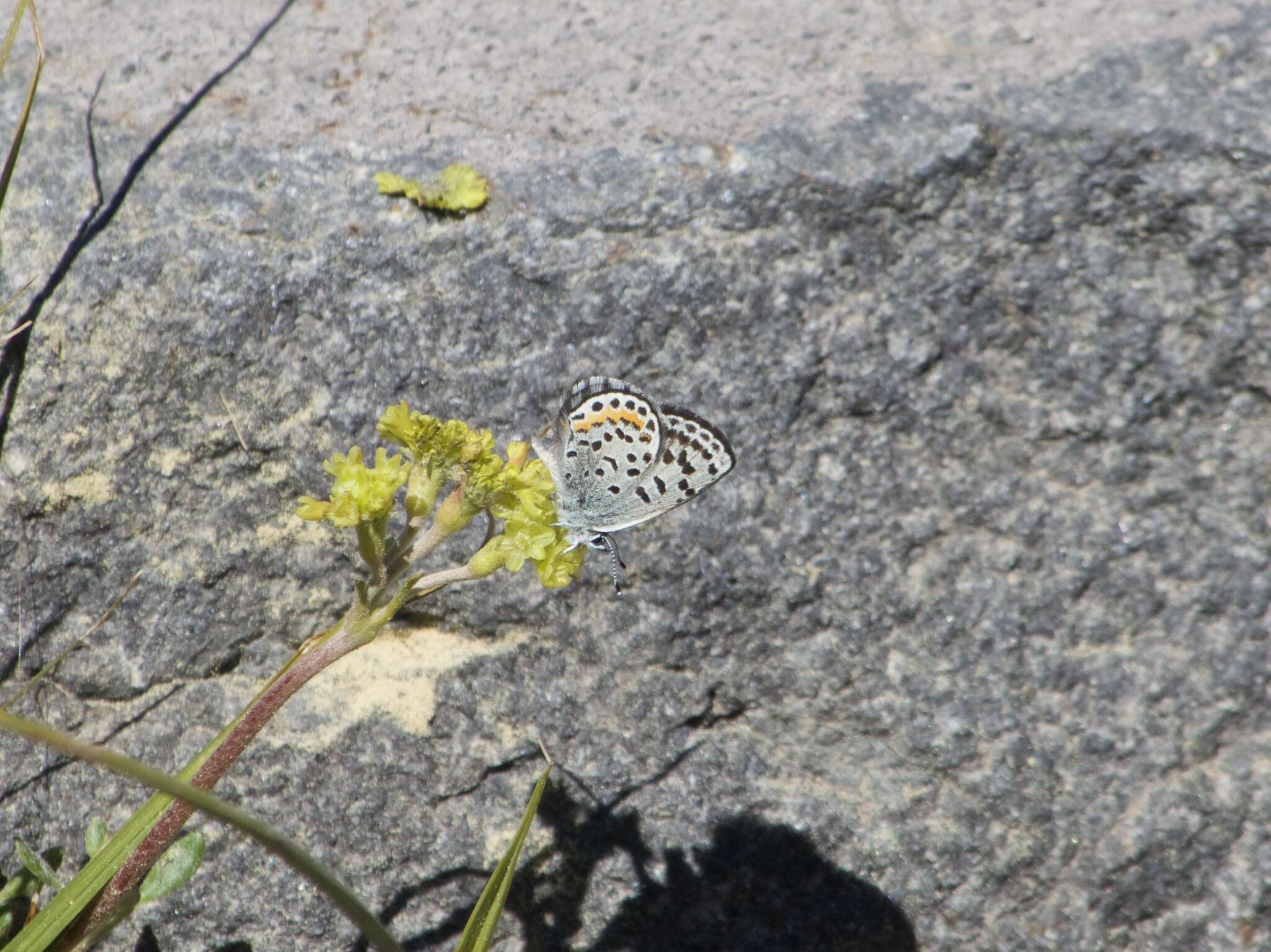 Euphilotes battoides (Behr 1867)的圖片