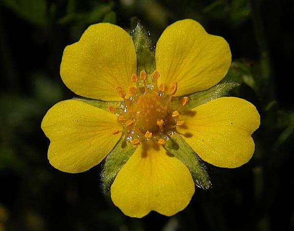 Image of spring cinquefoil