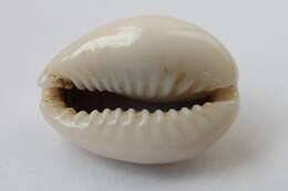 Image of ring cowrie