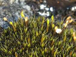 Image of grimmia dry rock moss