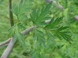 Image de Arracacia atropurpurea (Lehm.) Benth. & Hook. fil. ex Hemsl.