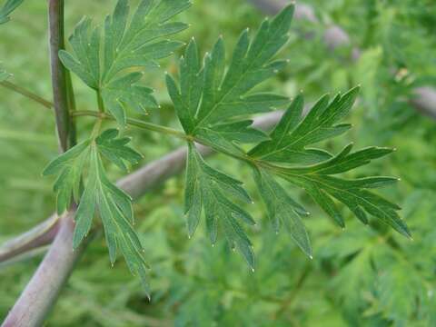 Imagem de Arracacia atropurpurea (Lehm.) Benth. & Hook. fil. ex Hemsl.