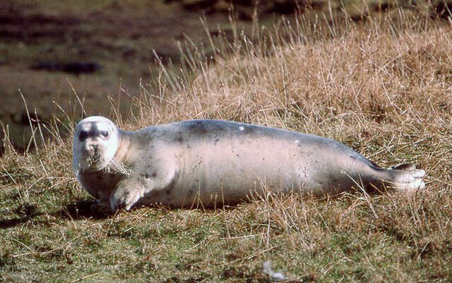 Image of bearded seal