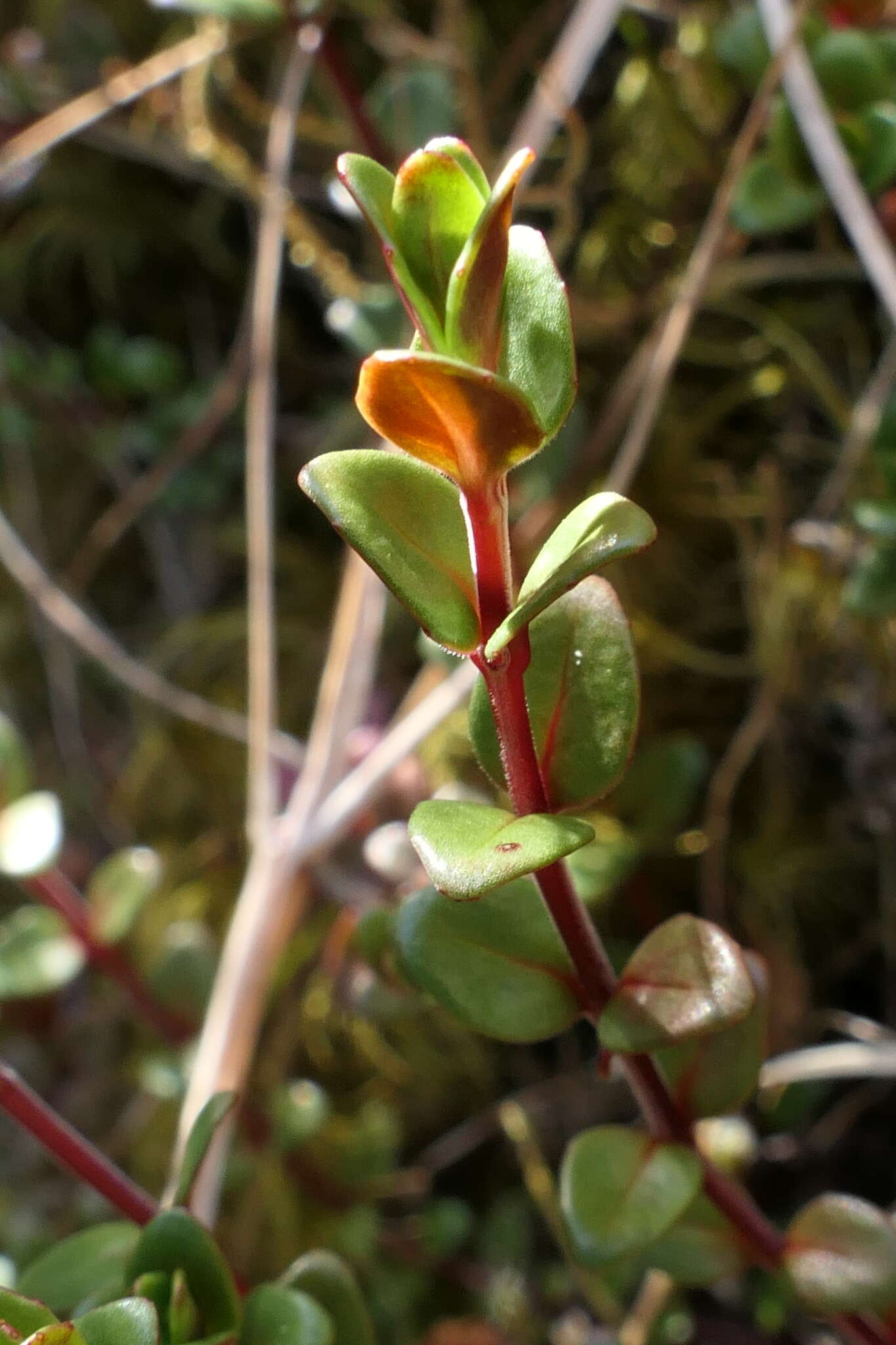 Imagem de Epilobium gracilipes T. Kirk