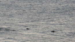 Image of Common porpoises