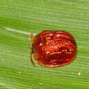 Image of Spaethiella coccinea (Boheman 1850)