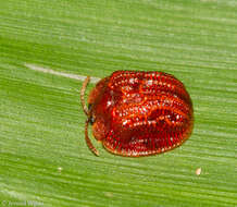 Image of Spaethiella coccinea (Boheman 1850)