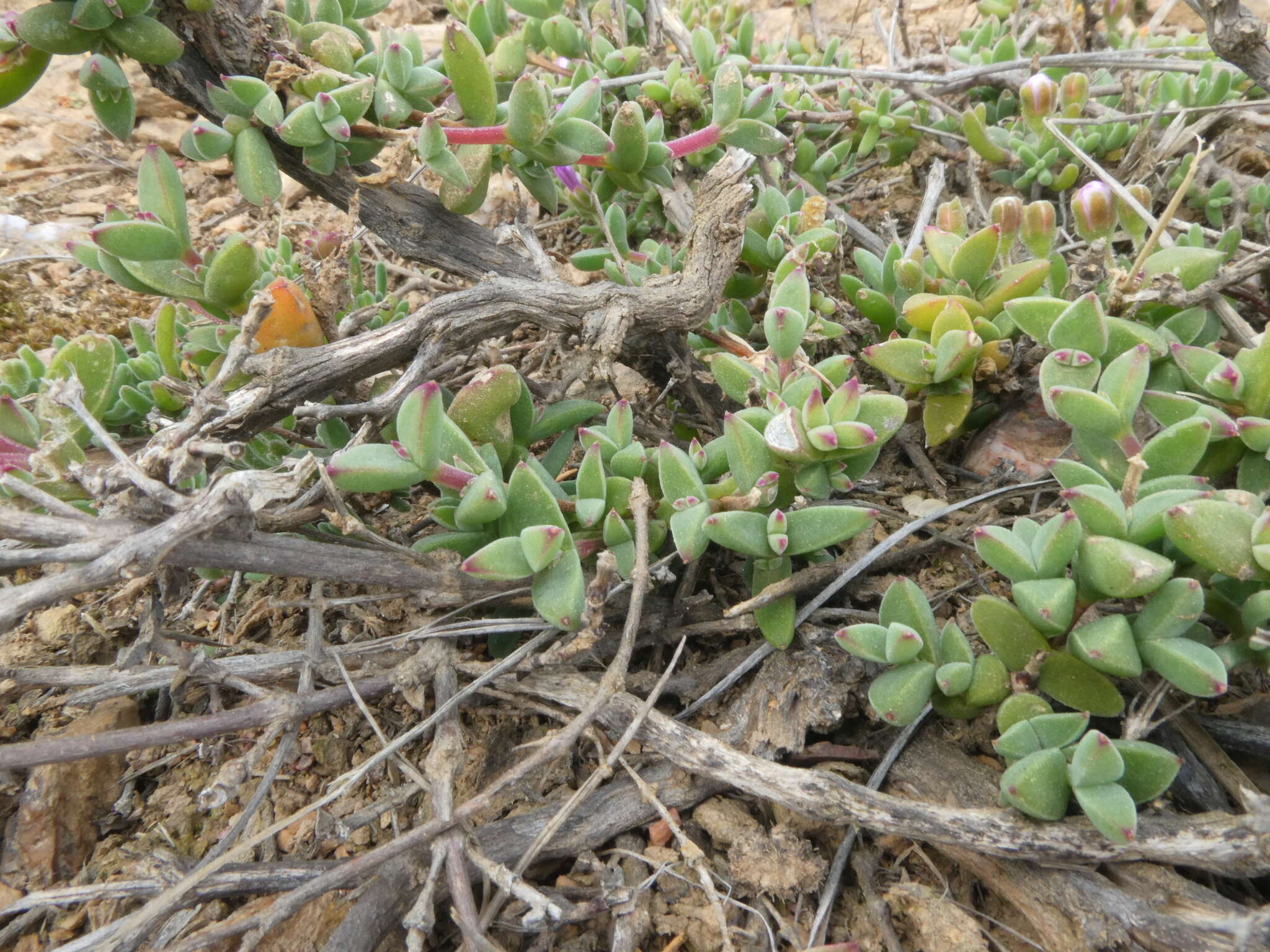 Imagem de Drosanthemum quadratum Klak