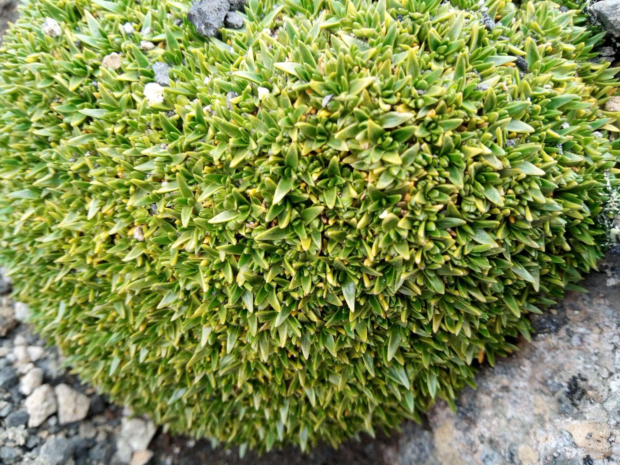 Image of Antarctic pearlwort