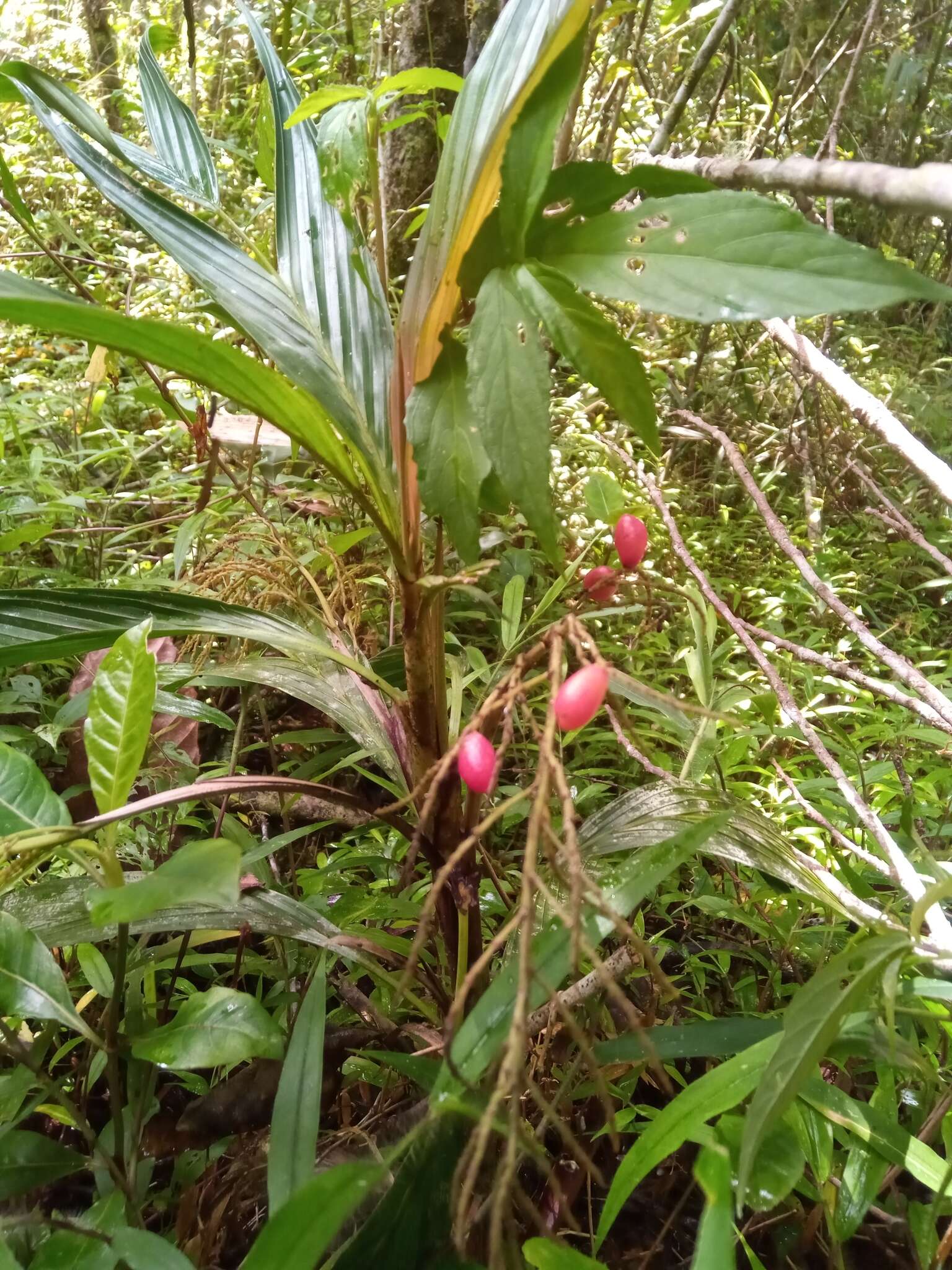 Image of Dypsis hildebrandtii (Baill.) Becc.