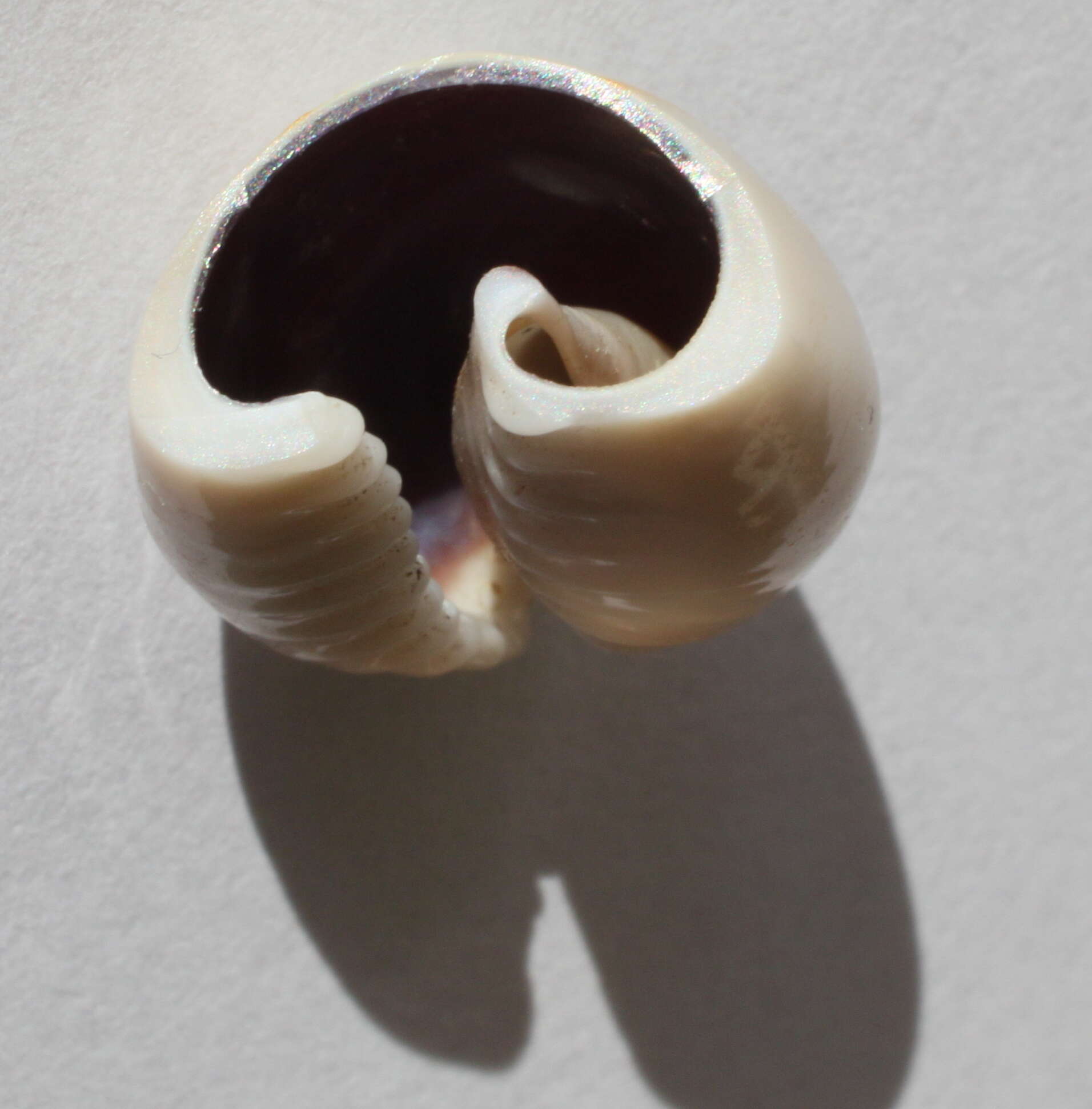 Image of ring cowrie