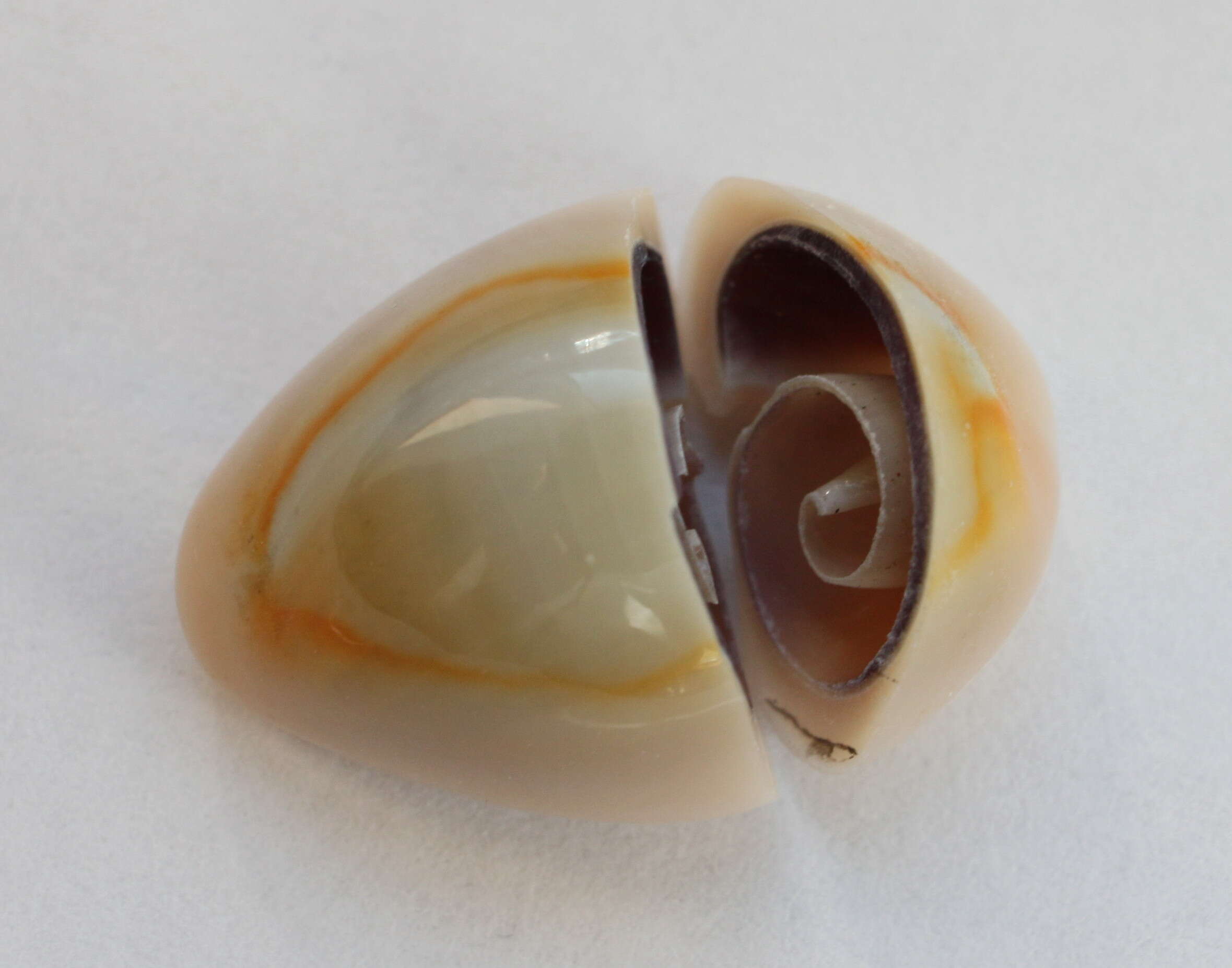 Monetaria annulus (Linnaeus 1758) resmi