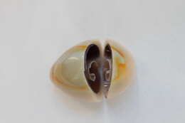 Image of ring cowrie