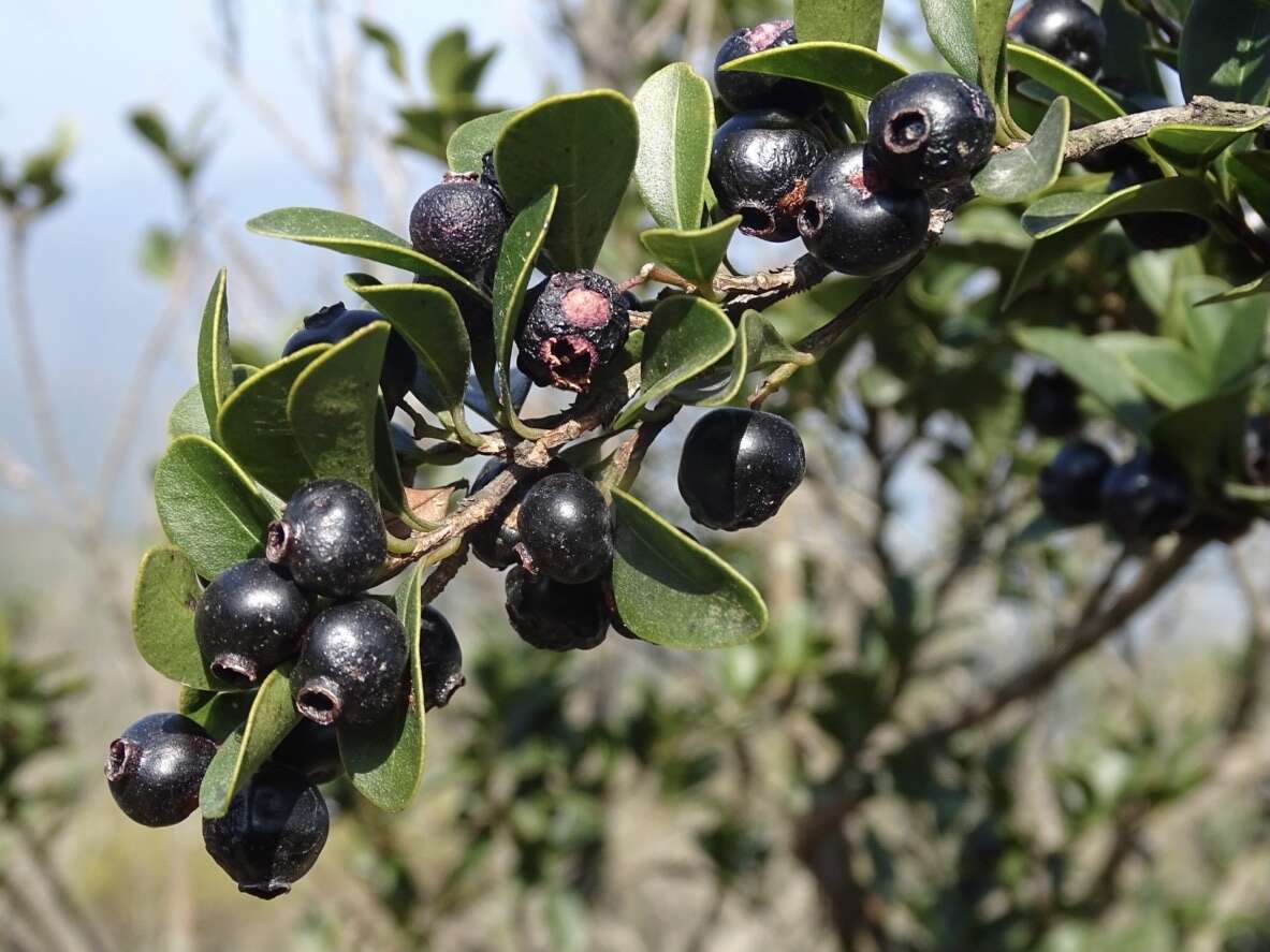 Image of Syzygium buxifolium Hook. & Arn.