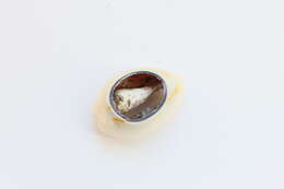 Image of ring cowrie