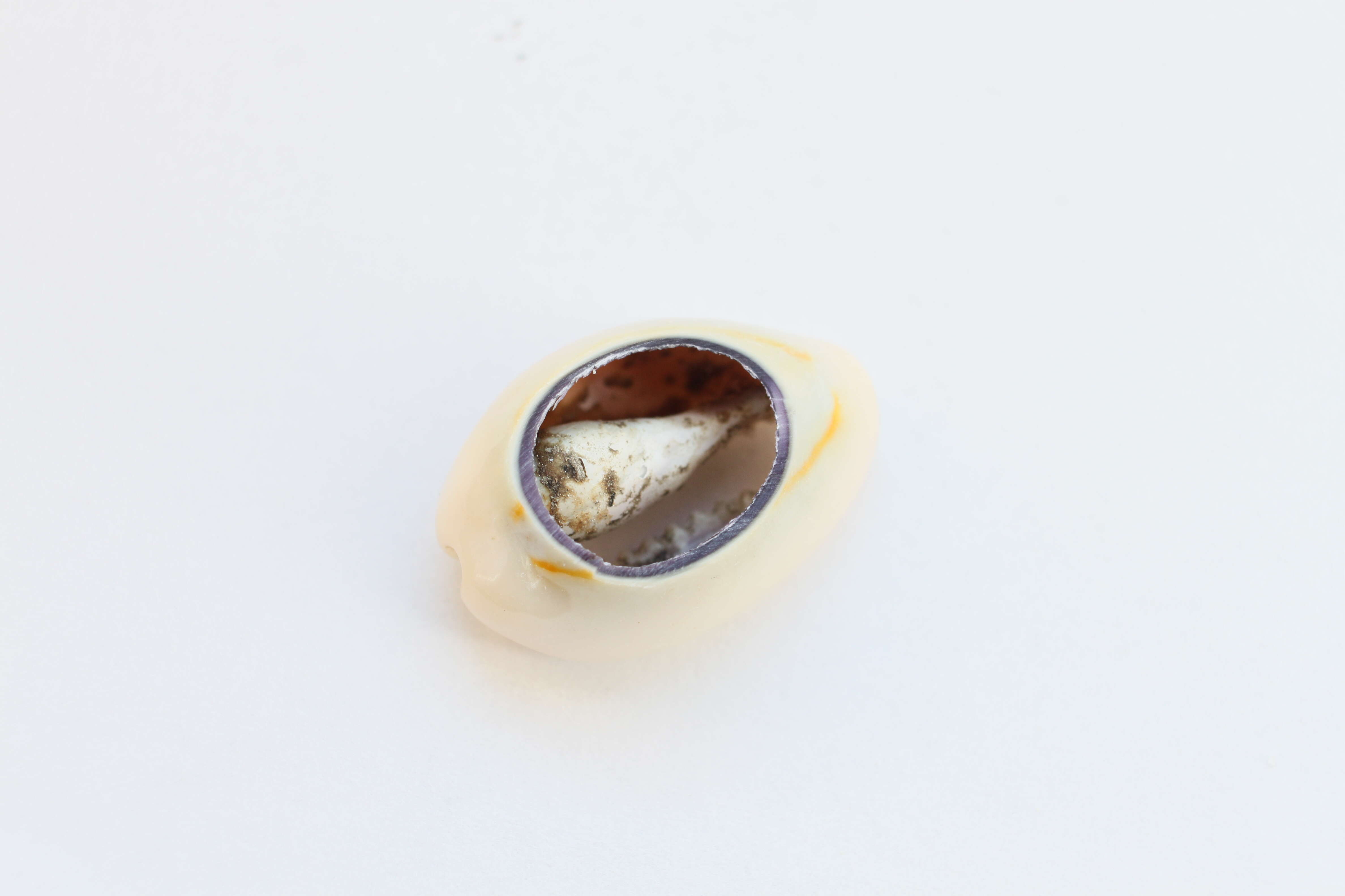 Image of ring cowrie