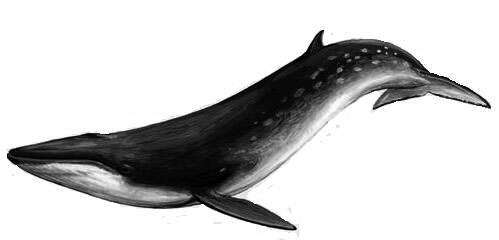 Image of Bryde's Whale