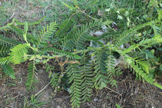 Image de Senna aculeata (Benth.) H. S. Irwin & Barneby