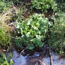 Image of yellow marsh marigold