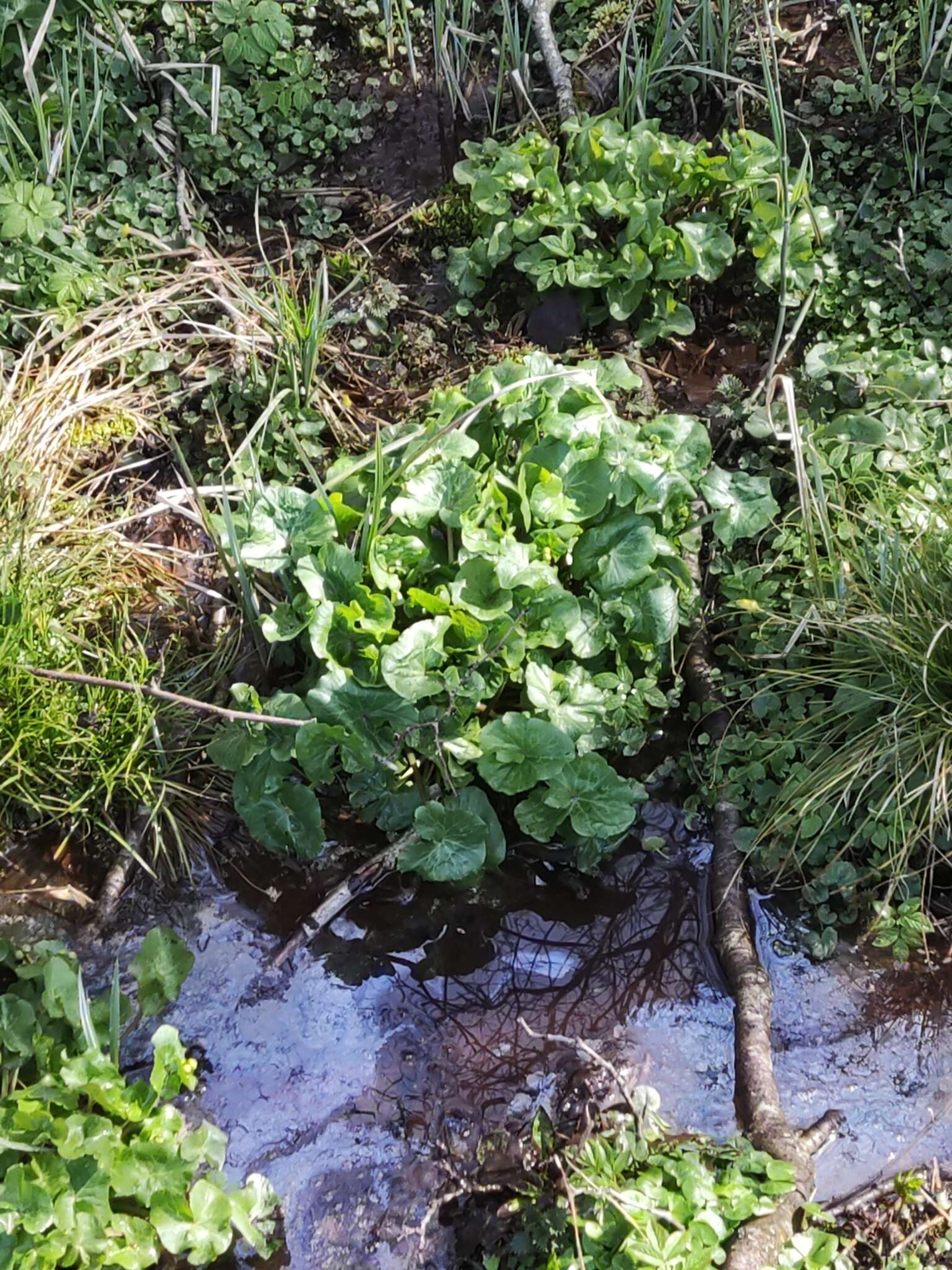 Image of yellow marsh marigold