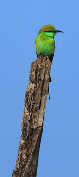 Image of Asian Green Bee-eater