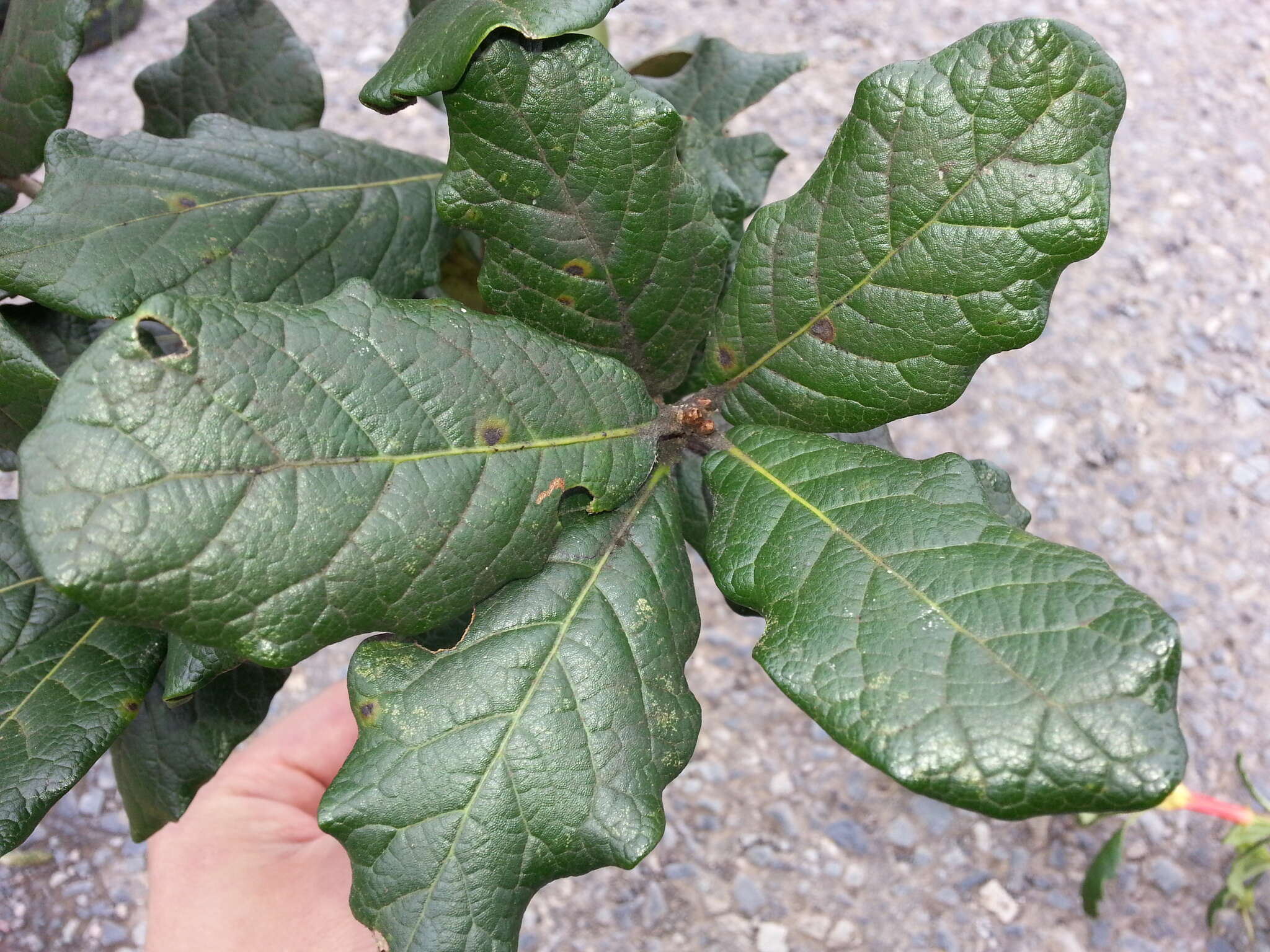 Image of Quercus costaricensis Liebm.