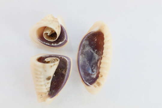 Image of ring cowrie