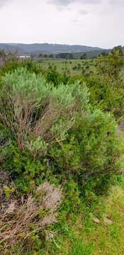 Image of Grevillea rosmarinifolia A. Cunn.