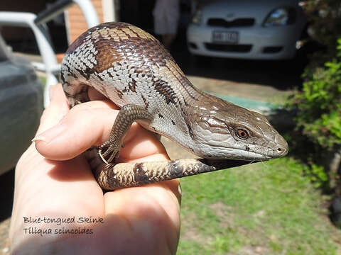 صورة Tiliqua scincoides scincoides (White 1790)