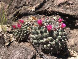 Mammillaria sonorensis R. T. Craig的圖片