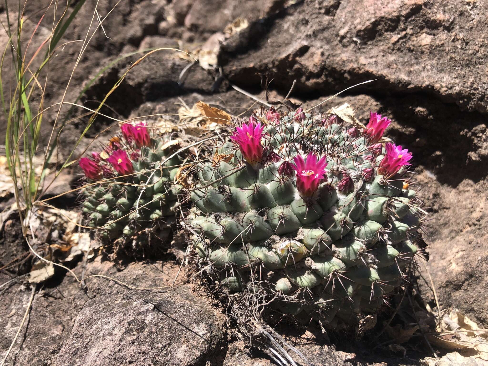 Image of Mammillaria sonorensis R. T. Craig