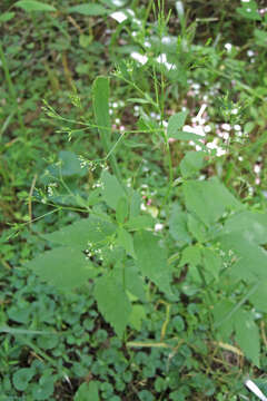 Image of honewort