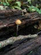 Image de Rhizomarasmius pyrrhocephalus (Berk.) R. H. Petersen 2000