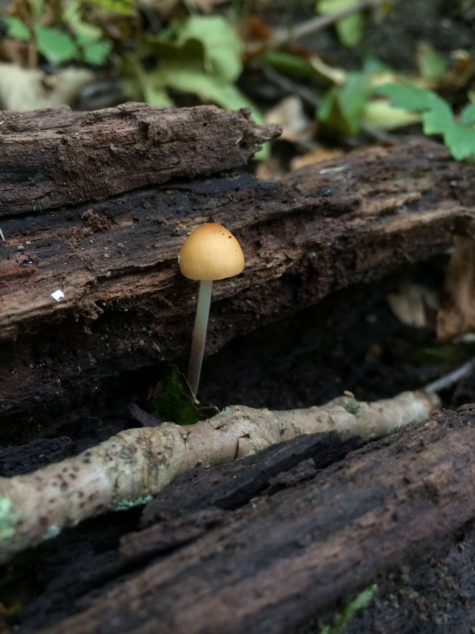 Image de Rhizomarasmius pyrrhocephalus (Berk.) R. H. Petersen 2000