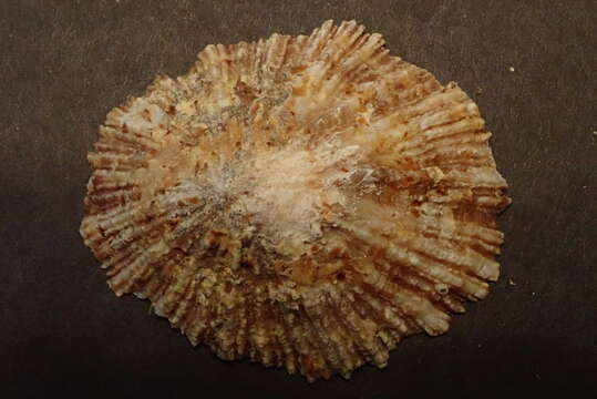 Image of China Limpet