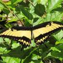 صورة Papilio astyalus Godart 1819