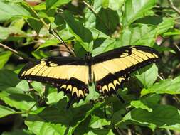 Image of Broad-banded Swallowtail