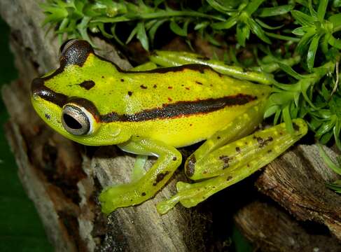 Plancia ëd Boana rubracyla (Cochran & Goin 1970)