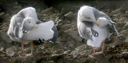 Image of European Herring Gull