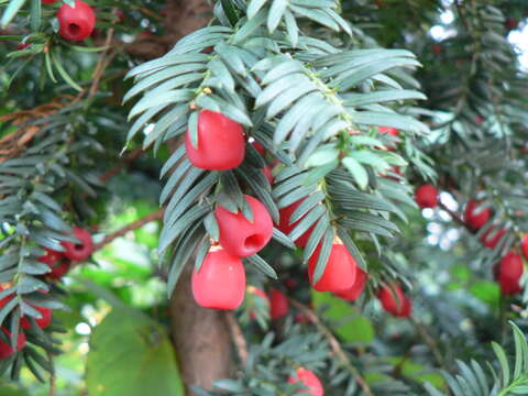 Image of English yew