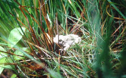 Image of Midwife toads