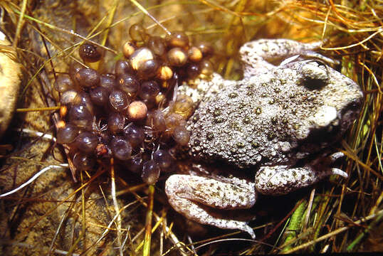 Image of Midwife toads