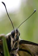 Image of Old World Swallowtail