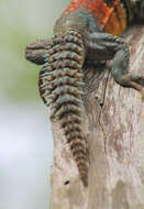 Image of Yucatán Spinytail Iguana