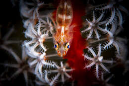 Image of Cling goby