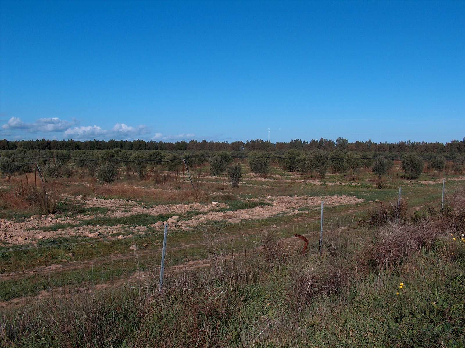 Image of olive tree