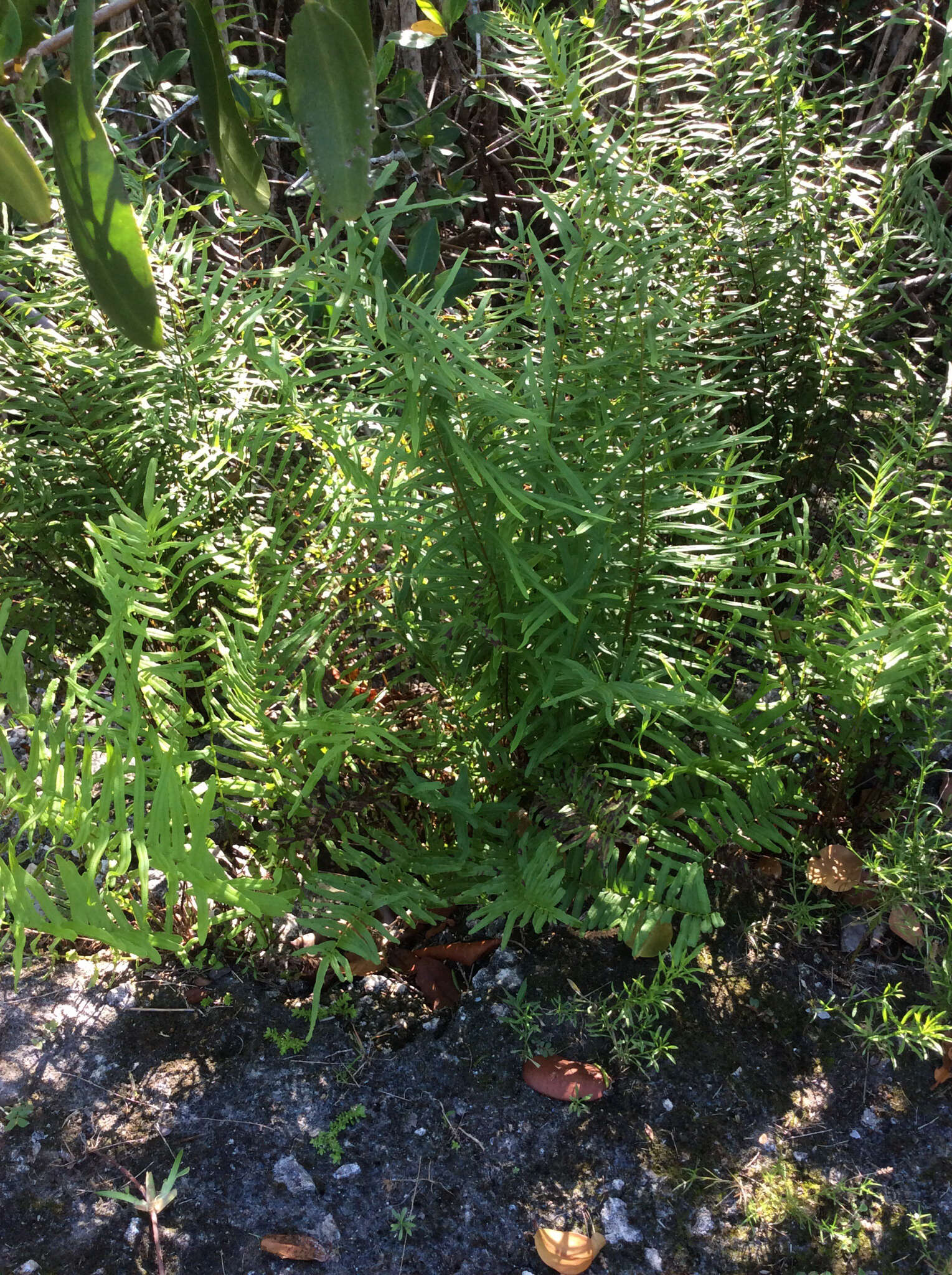 Слика од Pteris bahamensis (Agardh) Fée