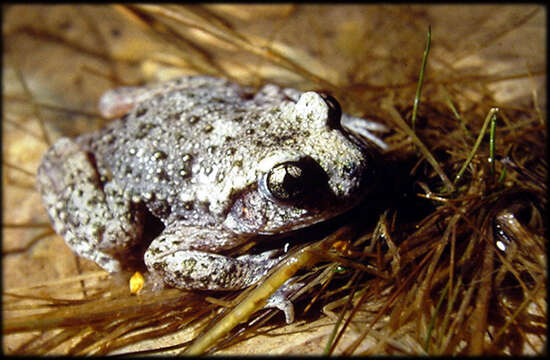 Image of Midwife toads